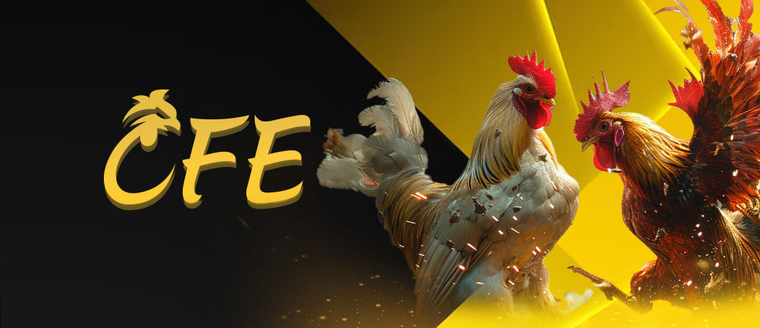 Cockfighting Cfe
