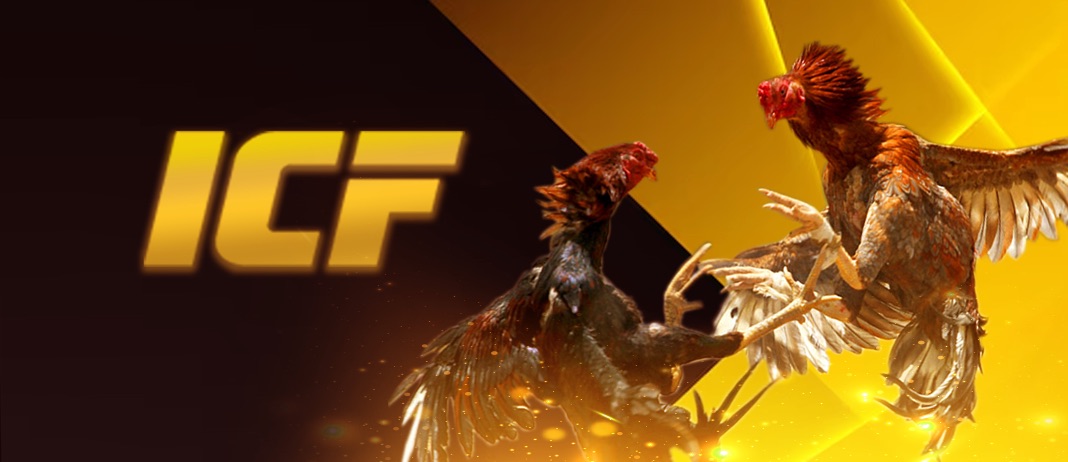 Cockfighting Icf
