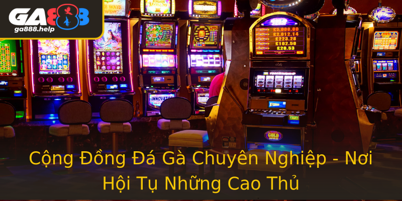 Cộng Đồng Đá Gà Chuyên Nghiệp - Nơi Hội Tụ Những Cao Thủ